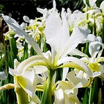 Photos Iris spuria ssp. ochroleuca