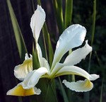 Photos Iris orientalis