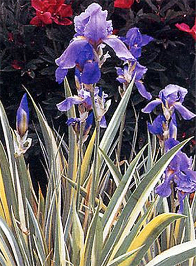 Fotos Iris pallida - 