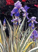 Photos Iris pallida
