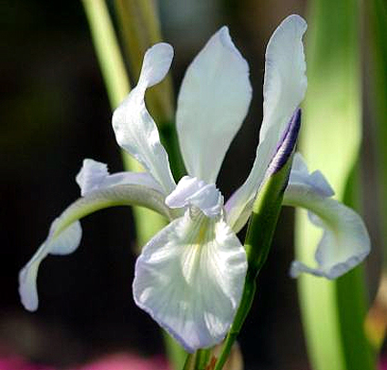 Photos Iris prismatica - German iris