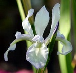 Photos Iris prismatica