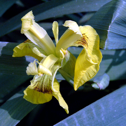 Photos Iris pseudacorus - 