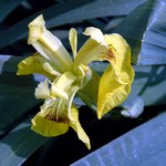 Photos Iris pseudacorus