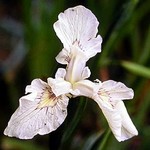Photos Iris pseudacorus