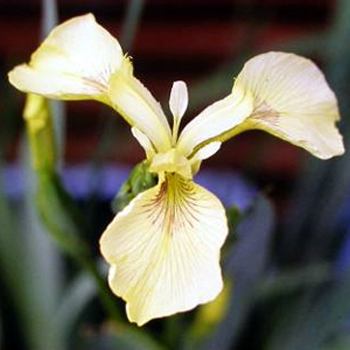 Foto Iris pseudacorus var. bastardii
