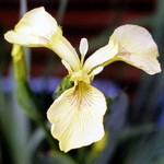 Photos Iris pseudacorus var. bastardii