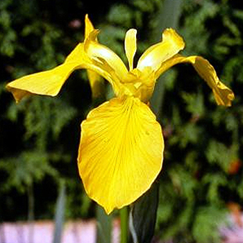 Photos Iris pseudacorus - German iris