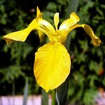 Photos Iris pseudacorus