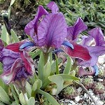 Photos Iris pumila ssp. attica - German iris