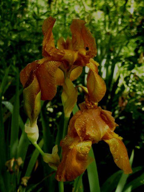 Foto Iris Barbata-Elatior - 