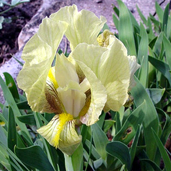 Photos Iris reichenbachii - German iris