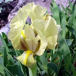 Photos Iris reichenbachii