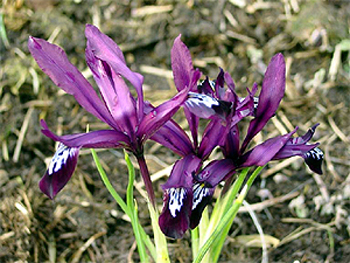 Photos Iris reticulata - 