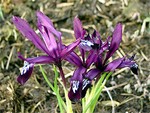 Photos Iris reticulata