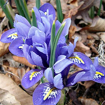 Photos Iris reticulata -