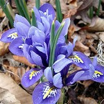 Photos Iris reticulata