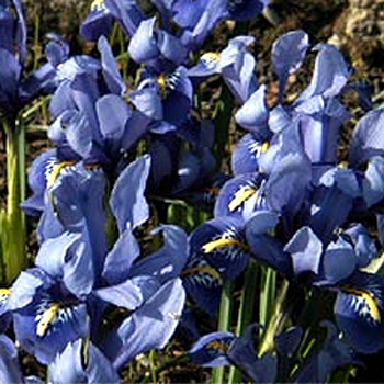 Photos Iris reticulata -