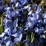 Photos Iris reticulata