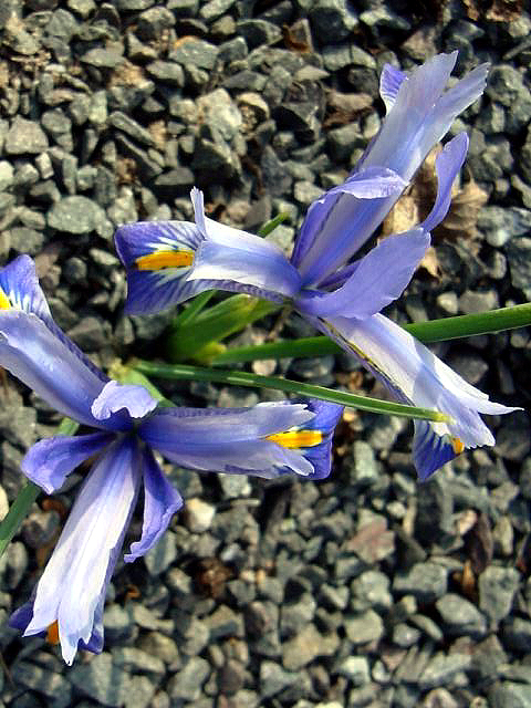 Photos Iris reticulata - 