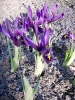 Photos Iris reticulata