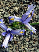 Photos Iris reticulata