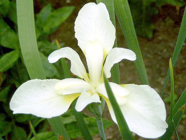 Photos Iris sanguinea - 