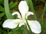 Photos Iris sanguinea