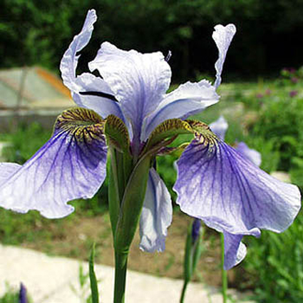 Photos Iris sibirica - German iris