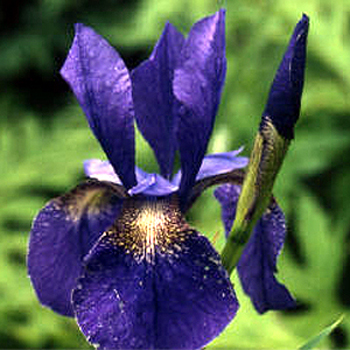 Photos Iris sibirica - German iris