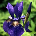 Photos Iris sibirica