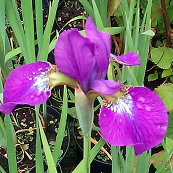 Photos Iris sibirica - German iris