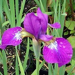 Photos Iris sibirica