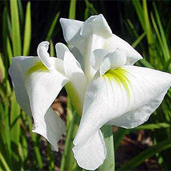 Photos Iris sibirica - German iris