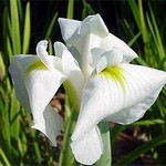 Photos Iris sibirica