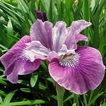Photos Iris sibirica