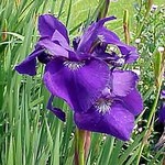 Photos Iris sibirica
