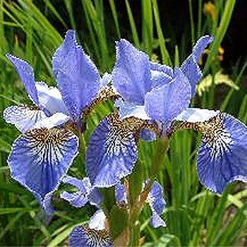 Photos Iris sibirica - German iris