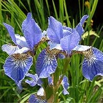 Photos Iris sibirica