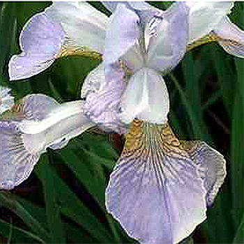 Photos Iris sibirica - German iris
