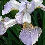 Photos Iris sibirica