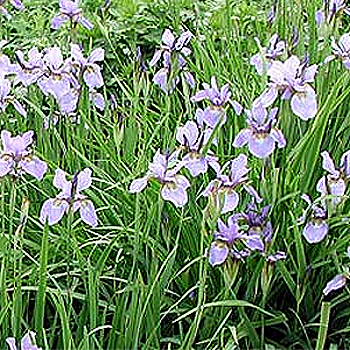 Photos Iris sibirica - German iris