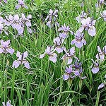 Photos Iris sibirica