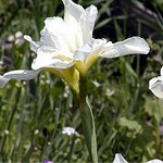 Photos Iris sibirica