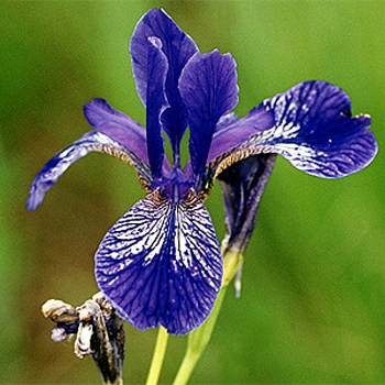 Fotos Iris sibirica -