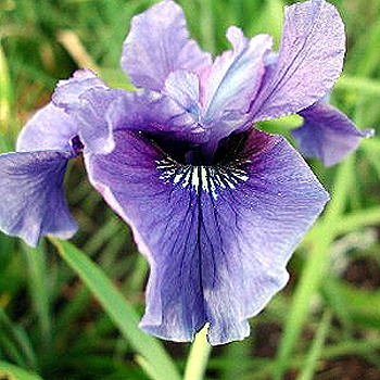 Photos Iris sibirica - 