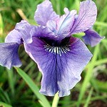 Photos Iris sibirica
