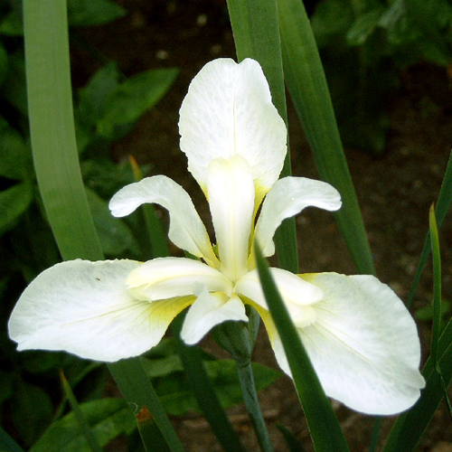 Photos Iris sibirica - German iris