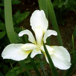 Photos Iris sibirica