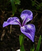 Photos Iris sintenisii